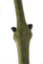 european ash (fraxinus excelsior), axillary buds. 2009-01-26, Pentax W60. keywords: geissbaum, frene commun, frassino